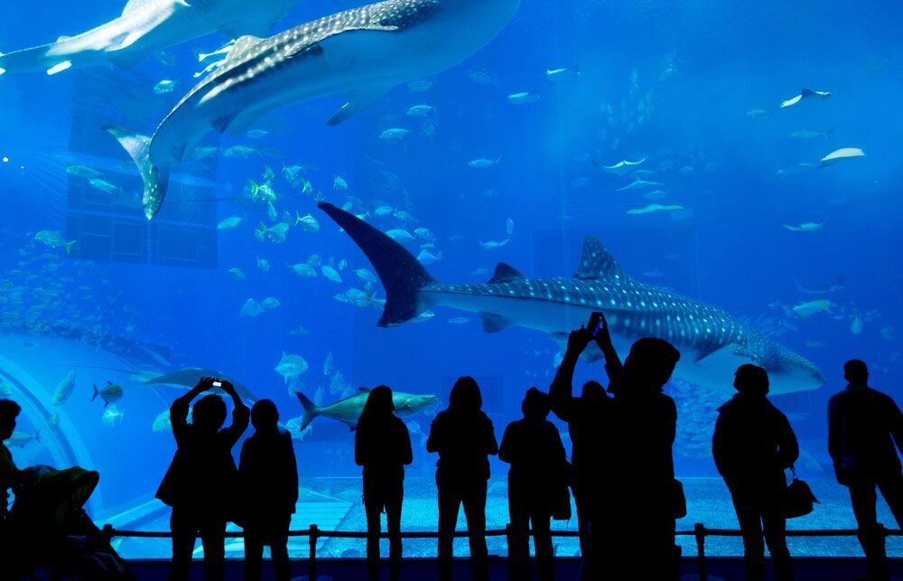 VIP Group Tours